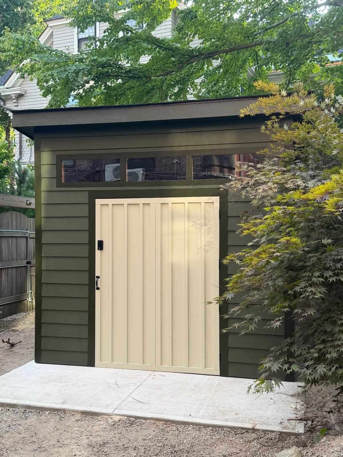 A dark olive tall modern shed with a cream board-and-batten door and a transom window row, beside a Japanese maple in a city backyard